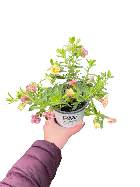Calibrochoa | Garden Seedling
