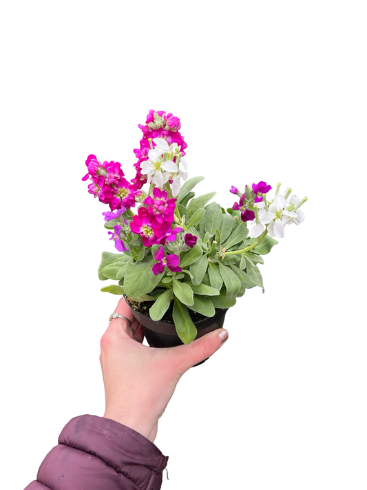 Stock Vintage Mix | Garden Seedling