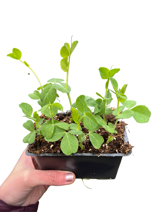 Peas | Garden Seedling