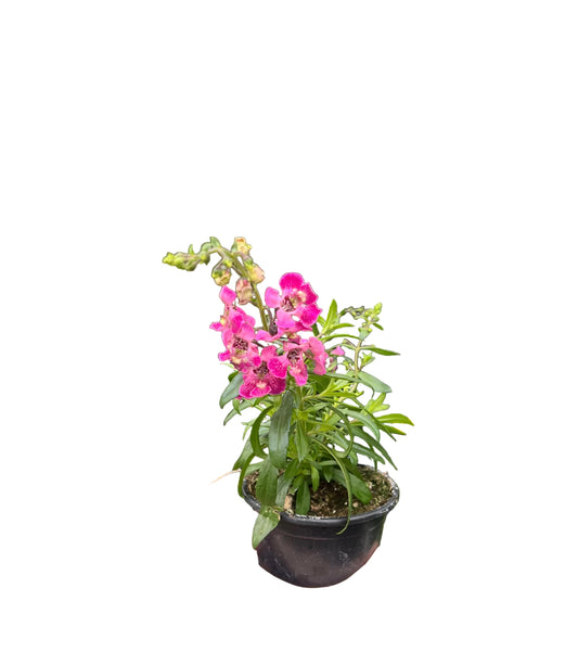 Angelonia | Garden Seedling