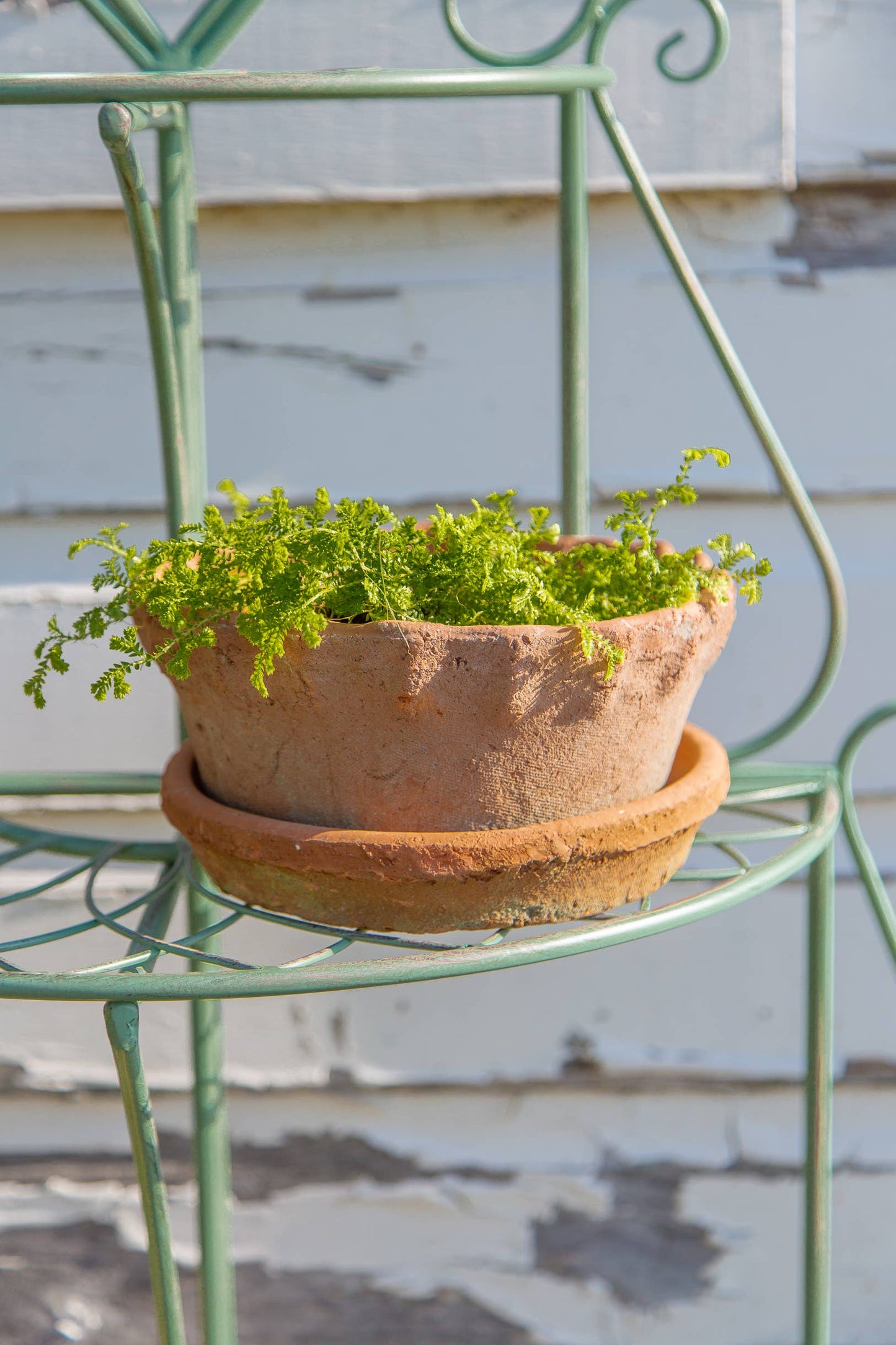 Terracotta Frilly Edge Redstone Dish