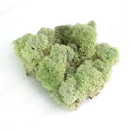 Mossify Reindeer Moss