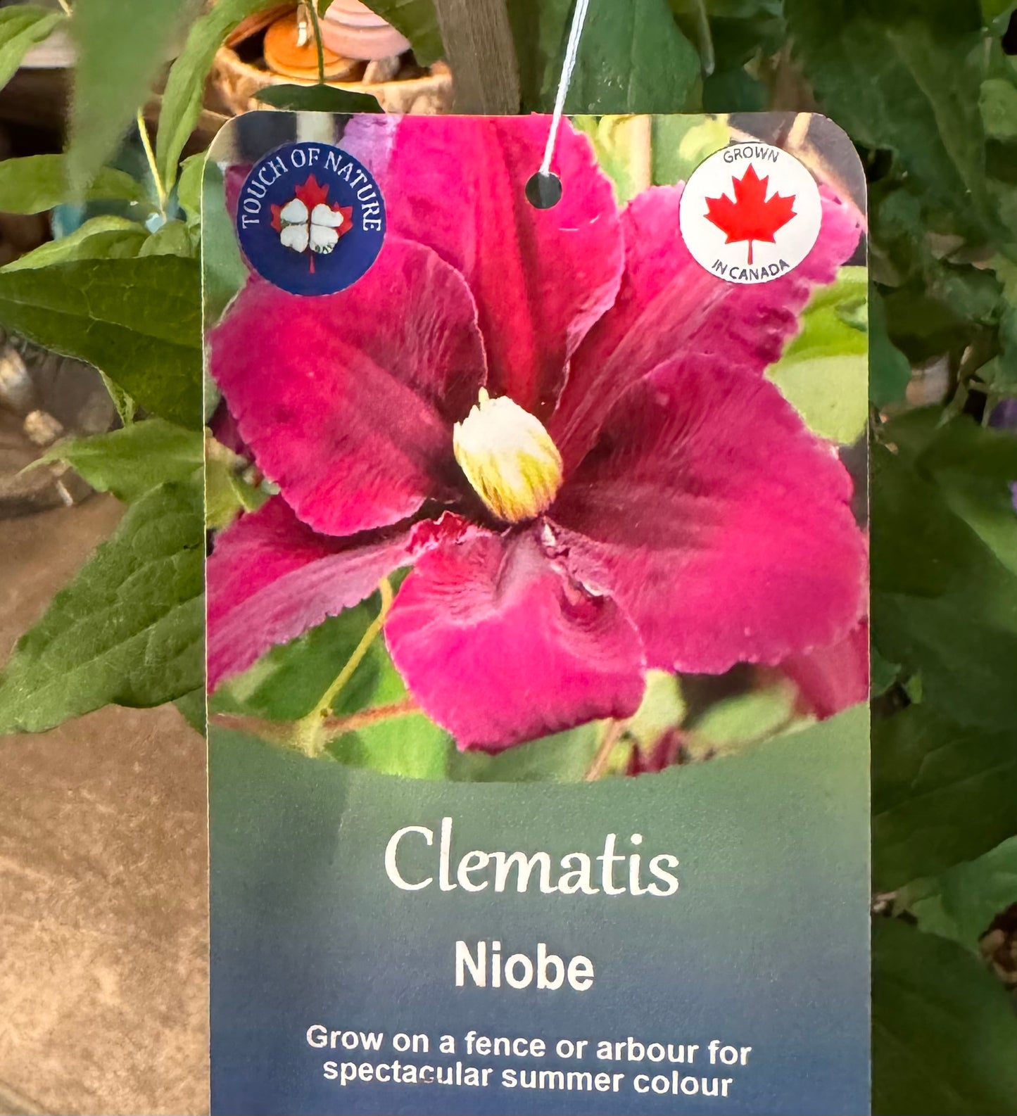 Clematis | Garden Seedling