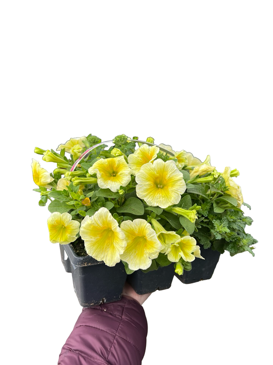 Colour Pack Garden Mix 306 Pack| Garden Seedling