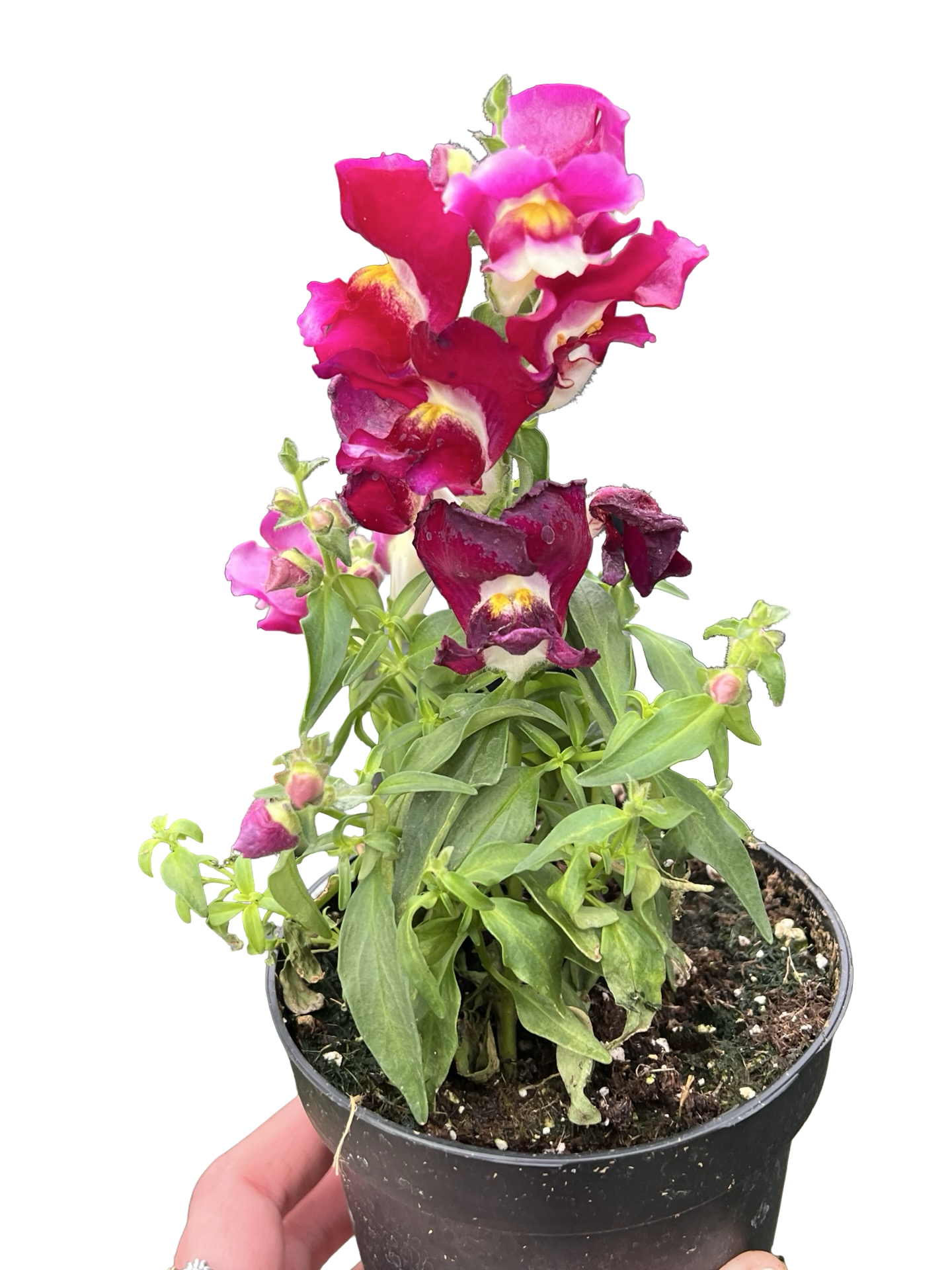 Snapdragon | Garden Seedling