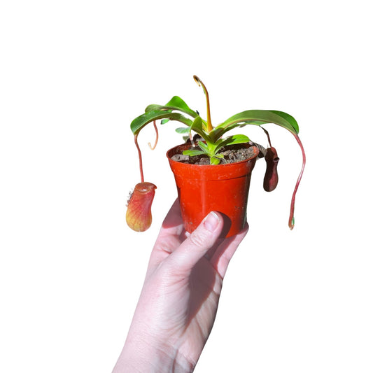 Nepenthes | Pitcher Plant Carnivorous