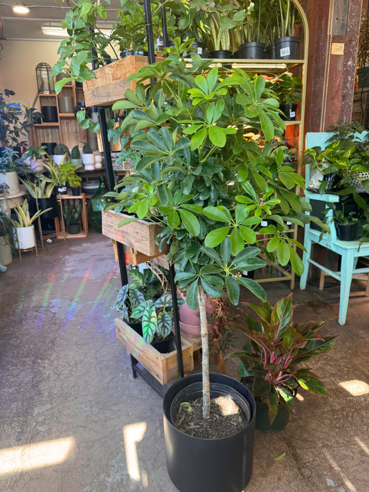 Schefflera | Arbicola Green 10”