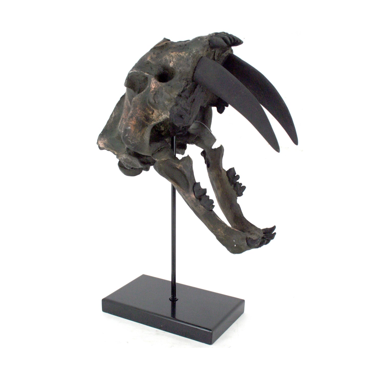 Sabertooth Tiger Fossil Skull Faux