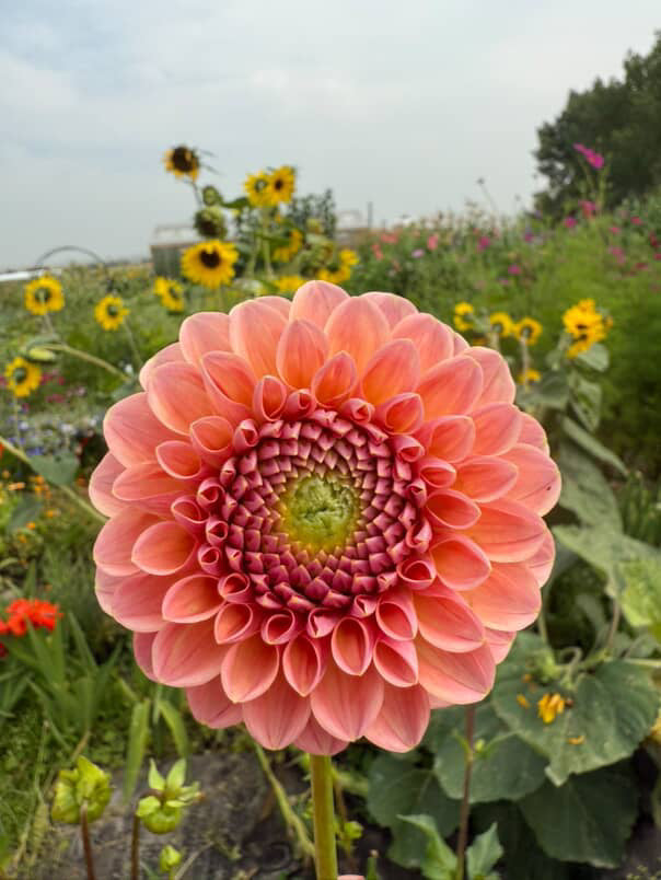 Dahlia Tubers | Linda's Baby