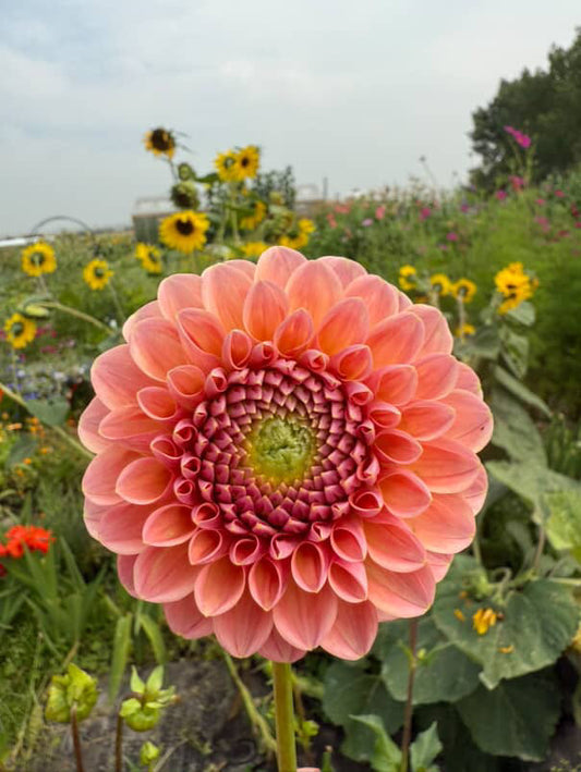 Dahlia Tubers | Linda's Baby