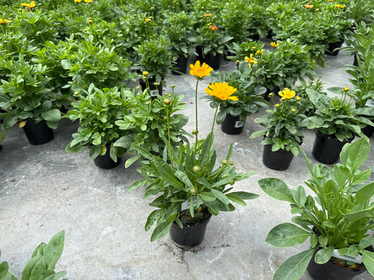 Coreopsis  |  Garden Seedling 4"