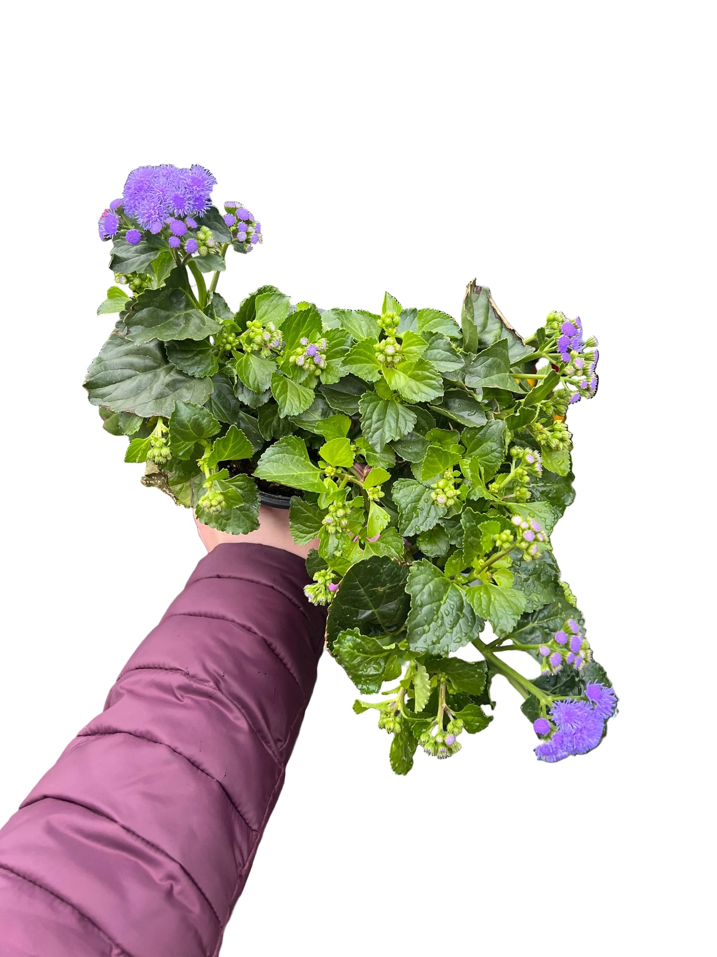 Ageratum | Garden Seedling