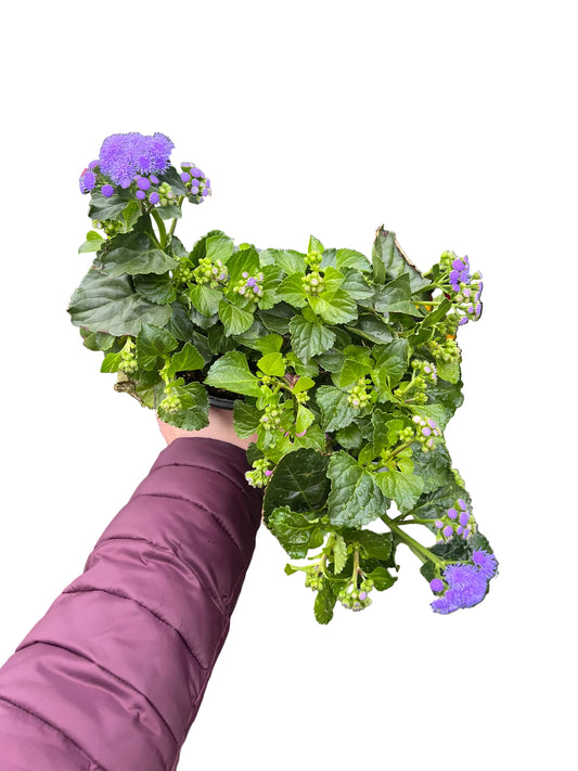Ageratum | Garden Seedling