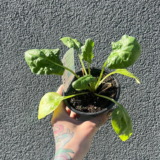 Spinach| Garden Seedling