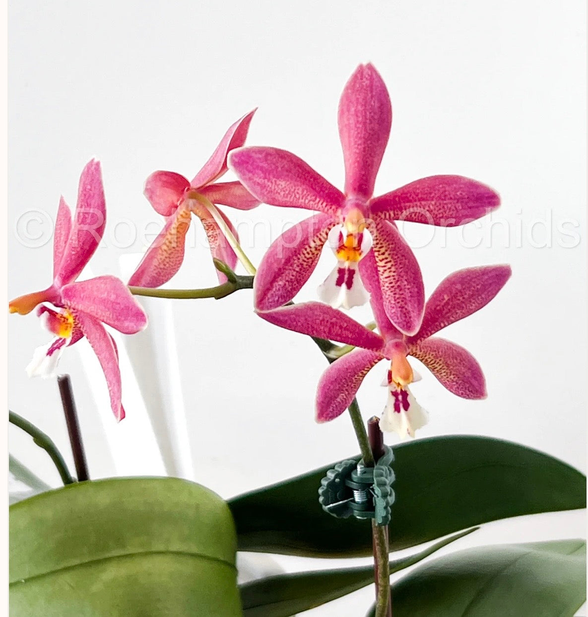 Orchids | Phalenopsis Bronze Maiden ‘Rio’