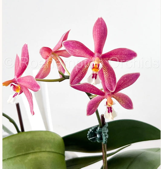 Orchids | Phalenopsis Bronze Maiden ‘Rio’