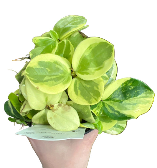 Peperomia | Obtusifolia Variegated