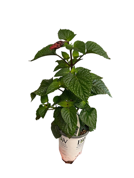 Fuchsia | Garden Seedling