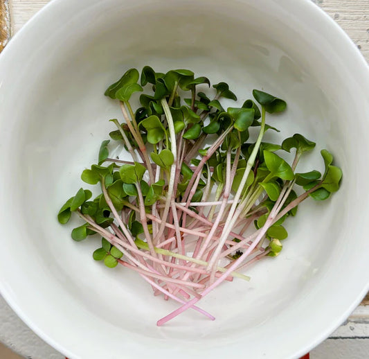 Microgreen Seeds | Red Radish