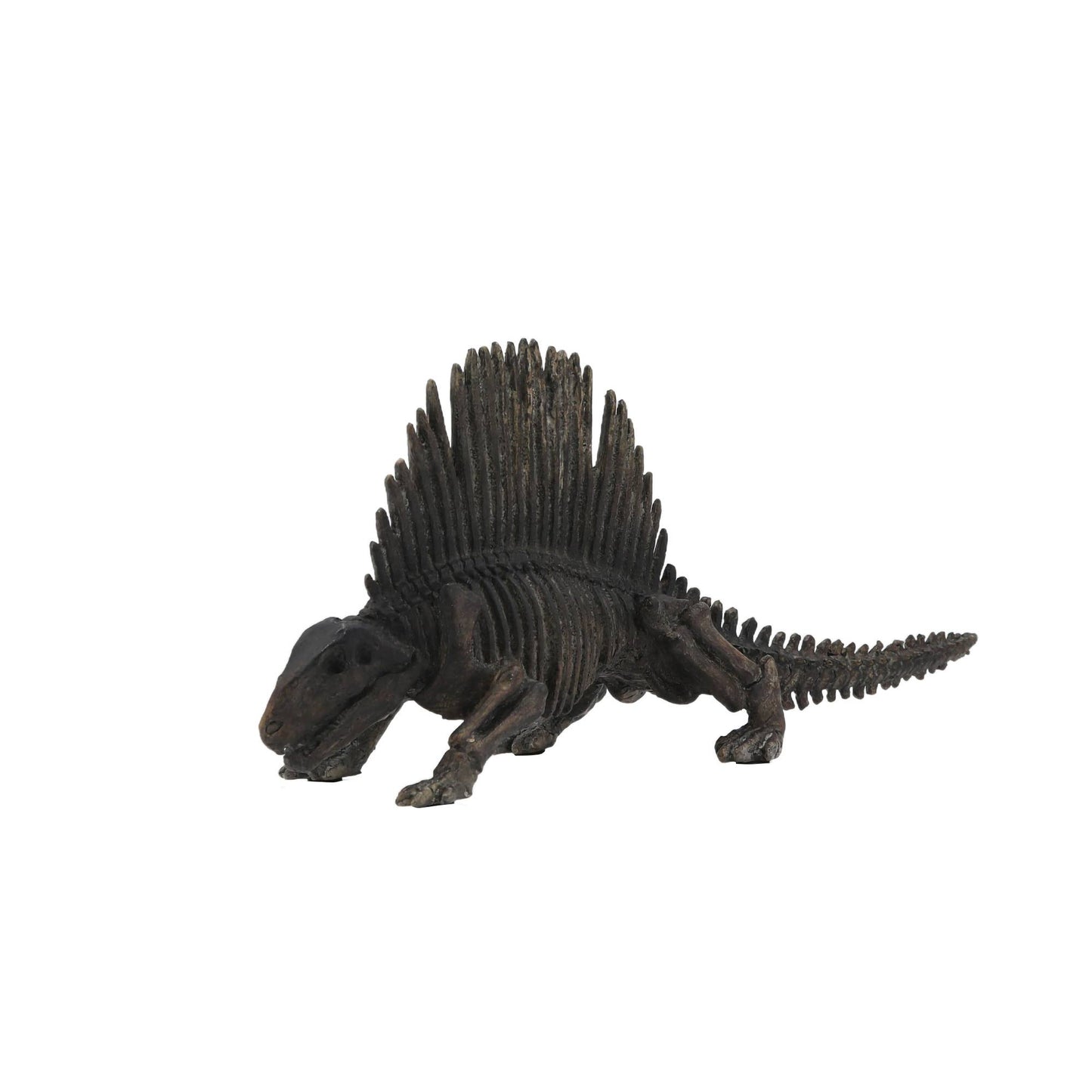 Dimetrodon Dinosaur Fossil