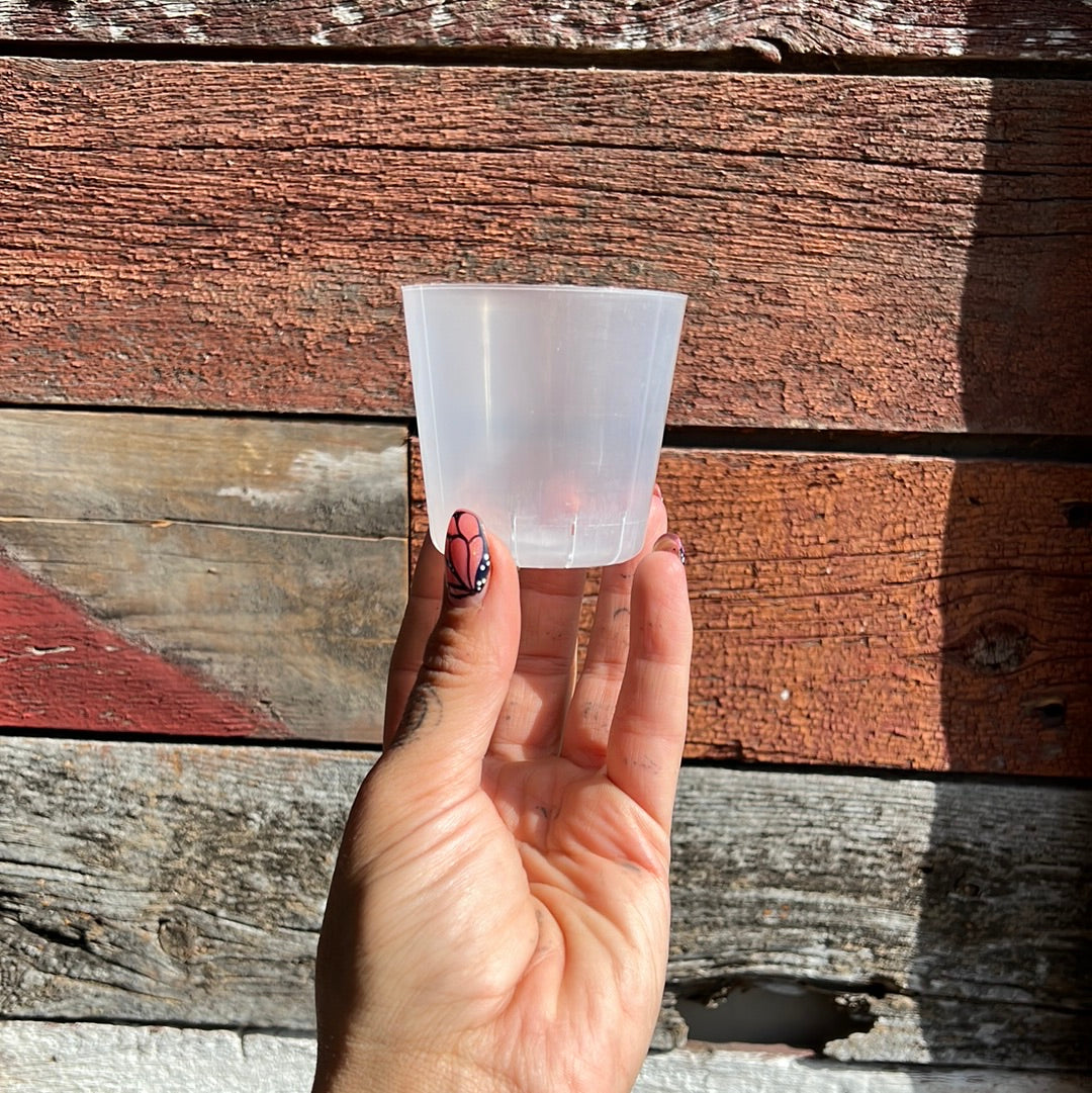 Orchid Pots | Clear Round