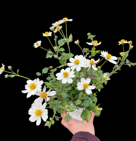 Bidens | Garden Seedling
