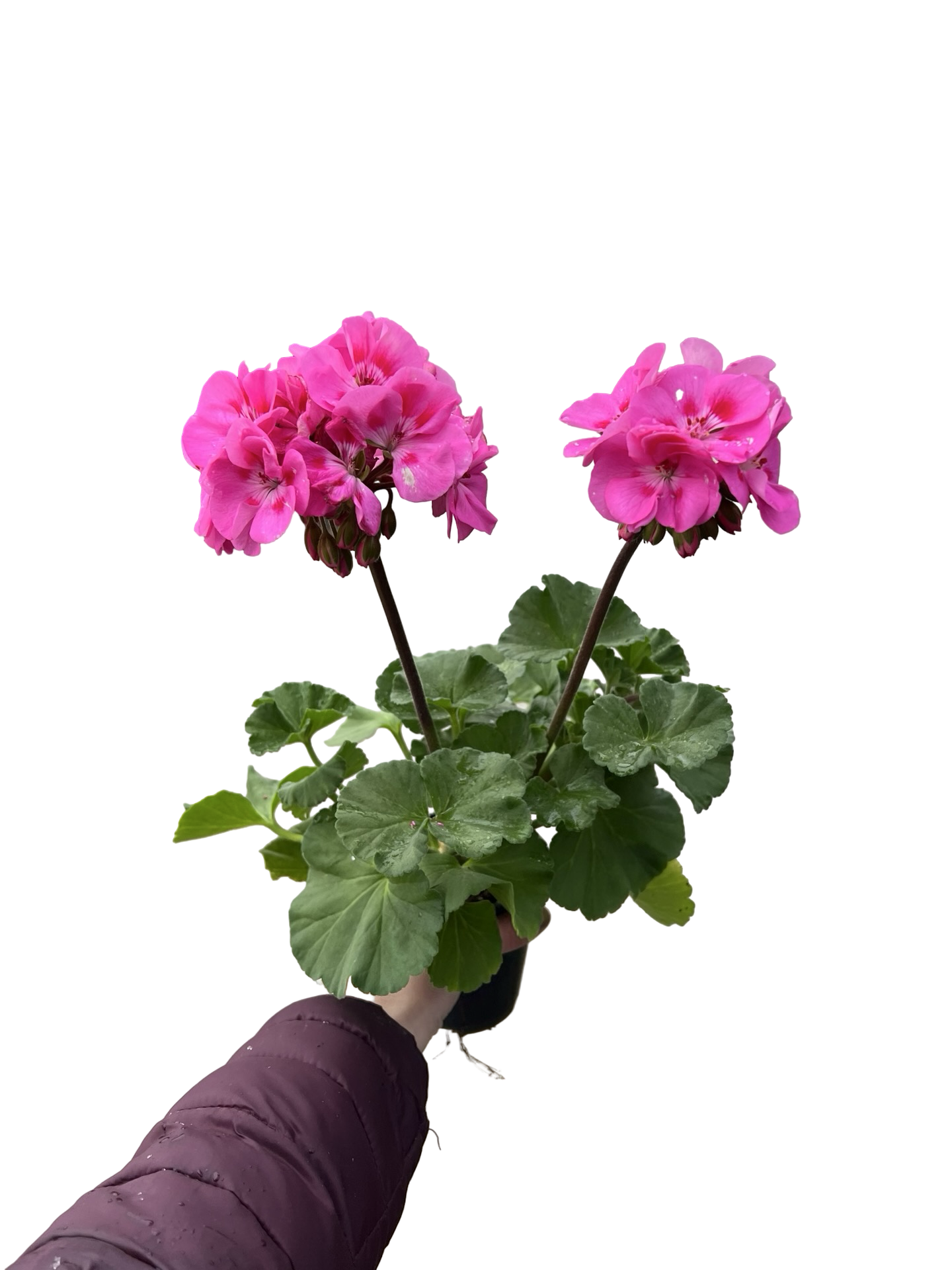 Geranium 4.5"  | Garden Seedling