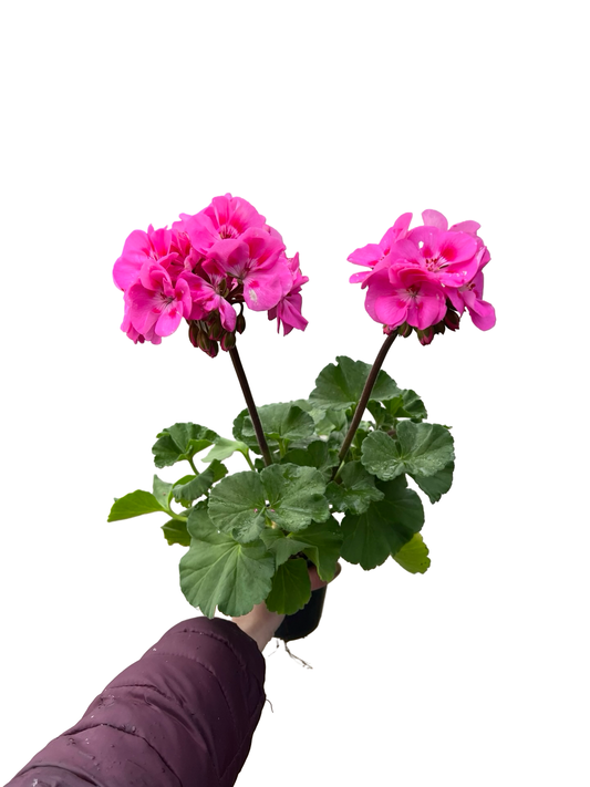 Geranium 4.5"  | Garden Seedling