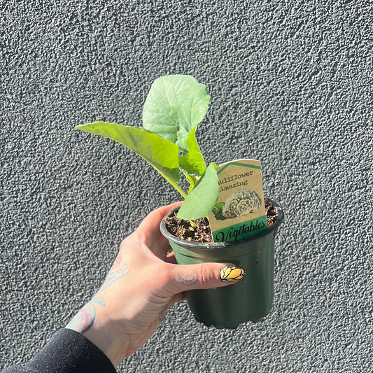 Cauliflower 1201 Tray | Garden Seedling