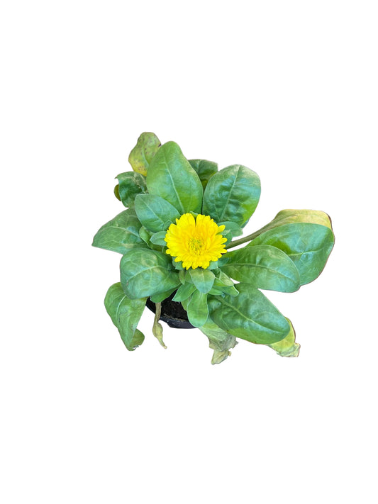 Calendula | Garden Seedling