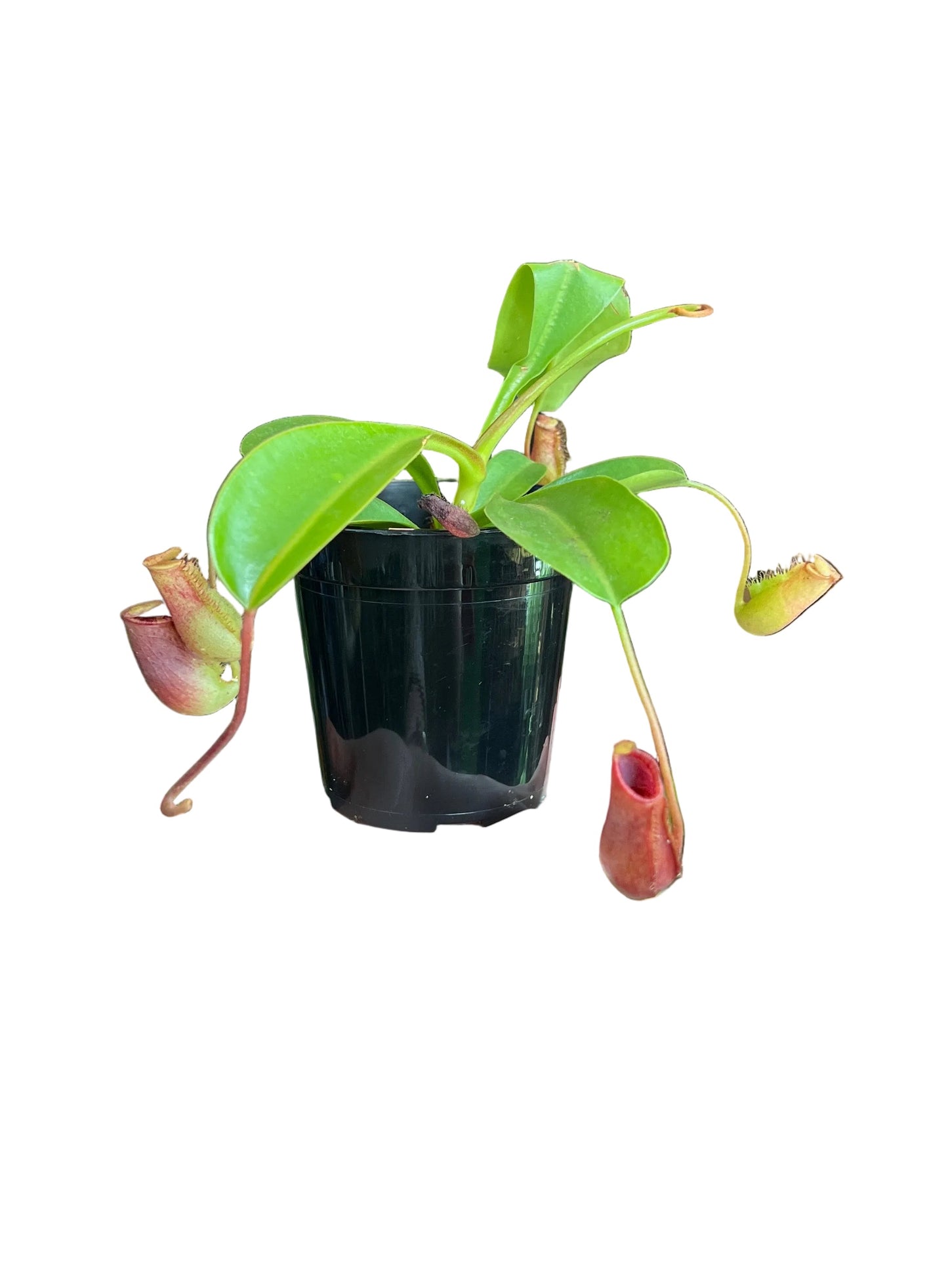 Nepenthes | iowii x ventricosa  3.5"