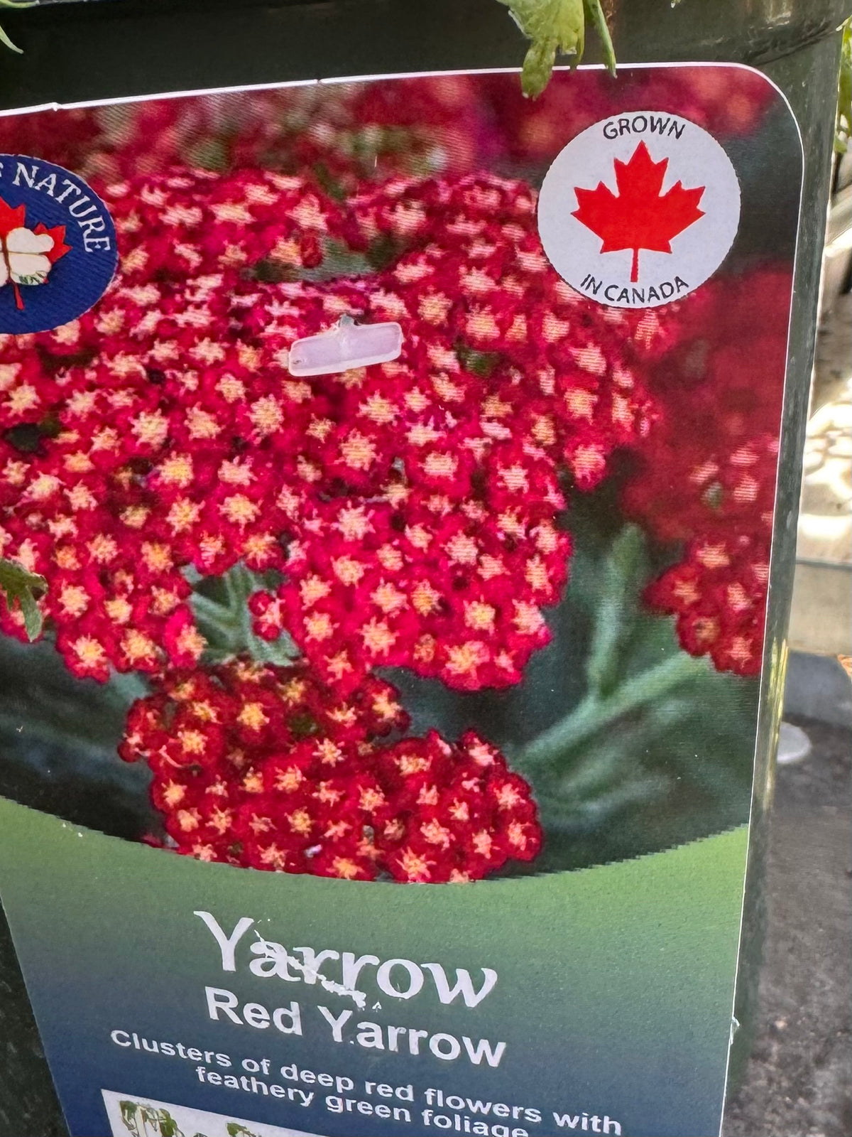 Achillea | Garden Seedling