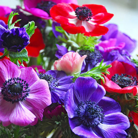 Anemone | Da Caen MIx