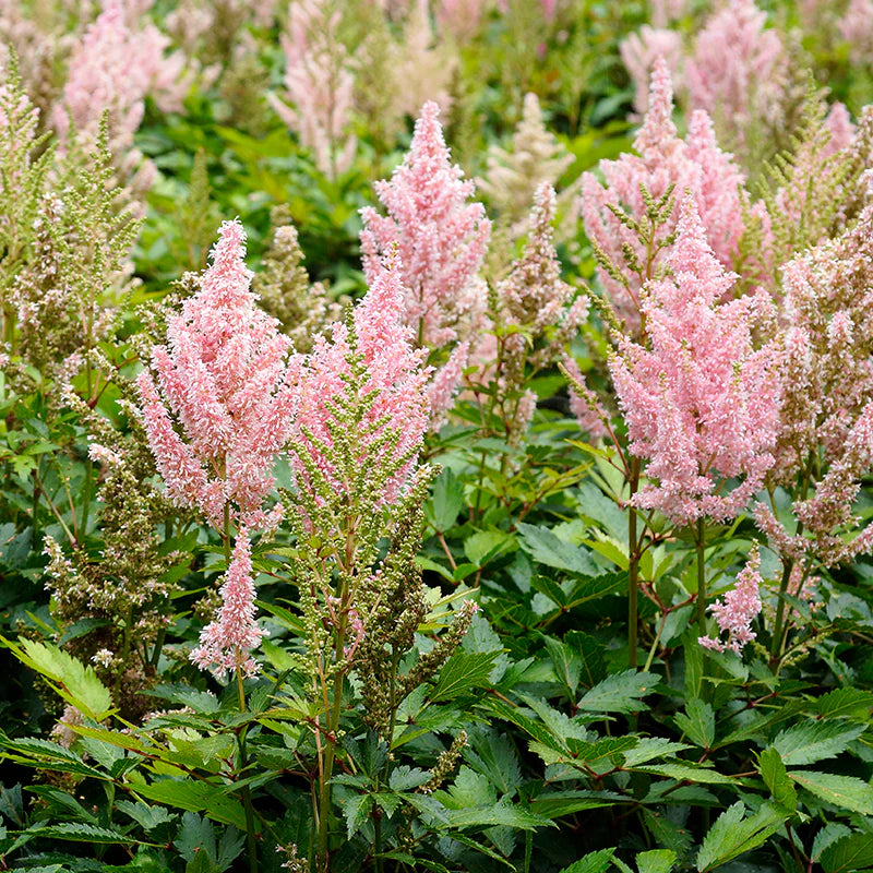 Astilbe | Garden Seedling