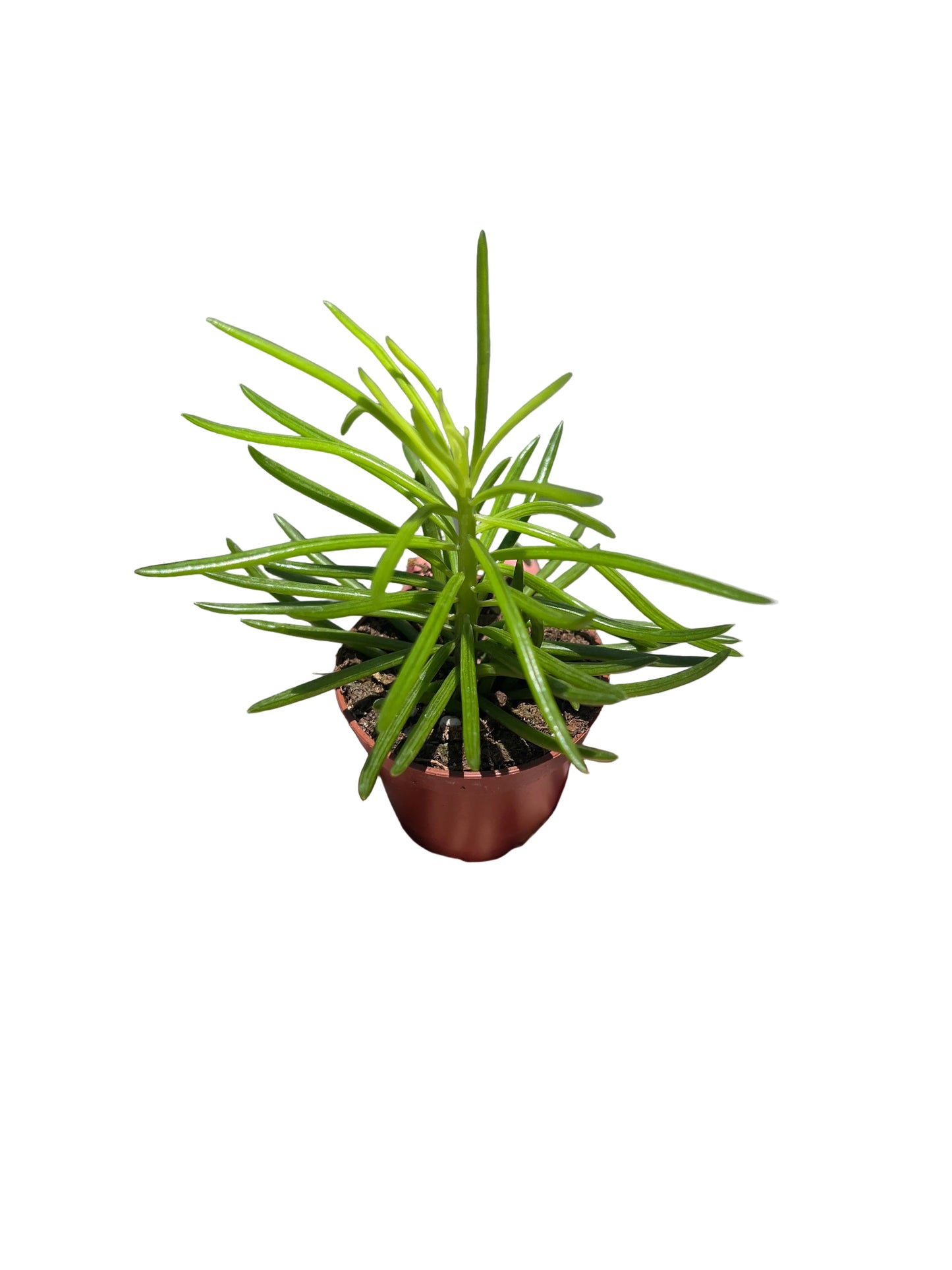Senecio Kilimanjaro 2”