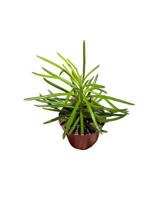 Senecio Kilimanjaro 2”