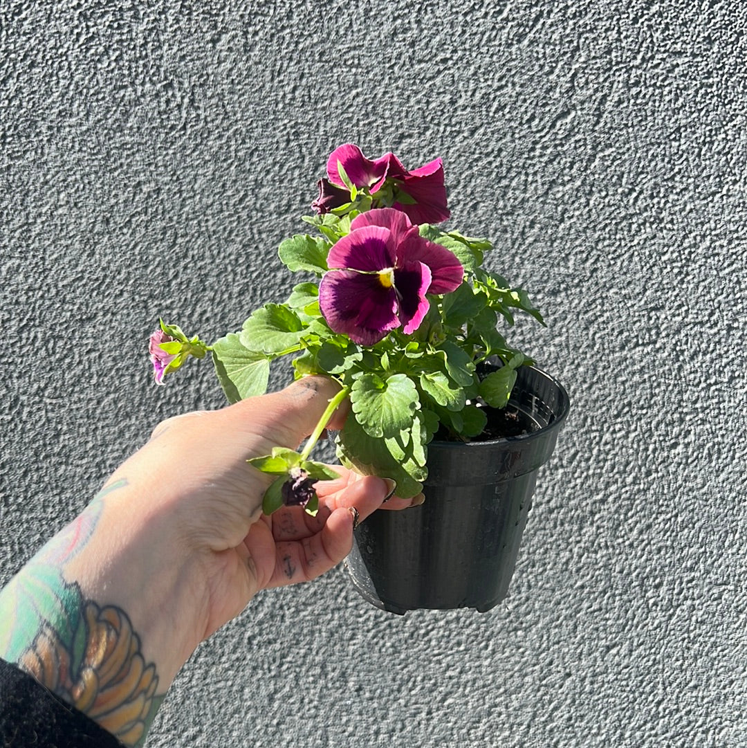 Pansy & Violas| Garden Seedling