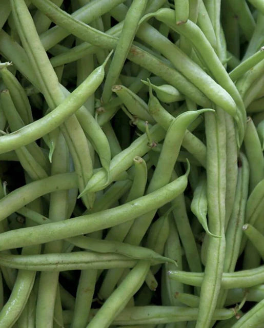 Seeds | Beans Kentucky Blue