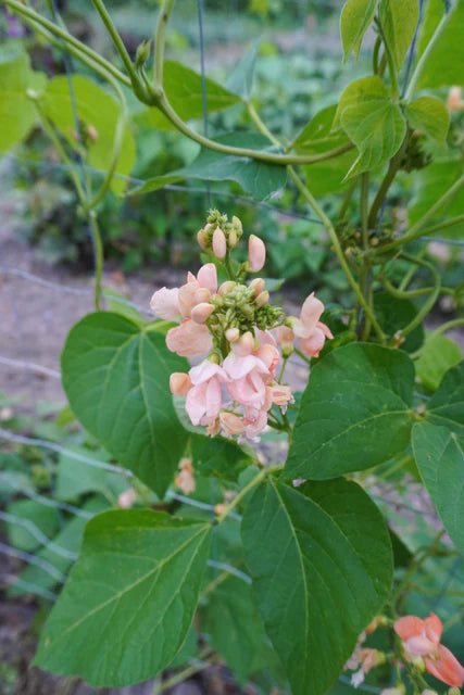 Seeds | Beans Sunset Runner