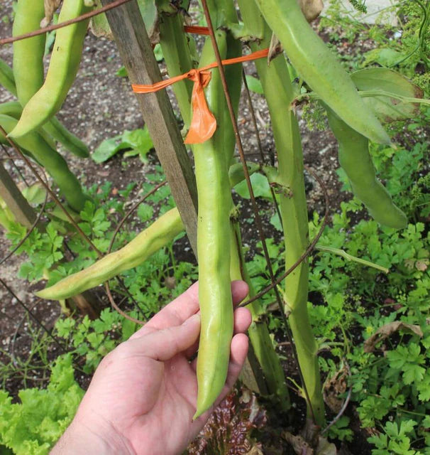 Seeds | Beans  Windsor