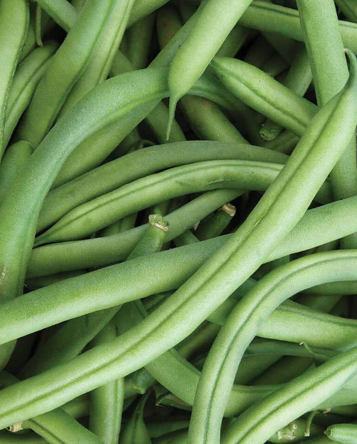 Seeds Beans Ferrari The Botanist Calgary