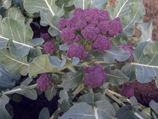 Seeds | Broccoli Sprouting Burgundy