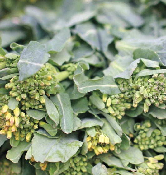 Seeds | Broccoli Sorrento