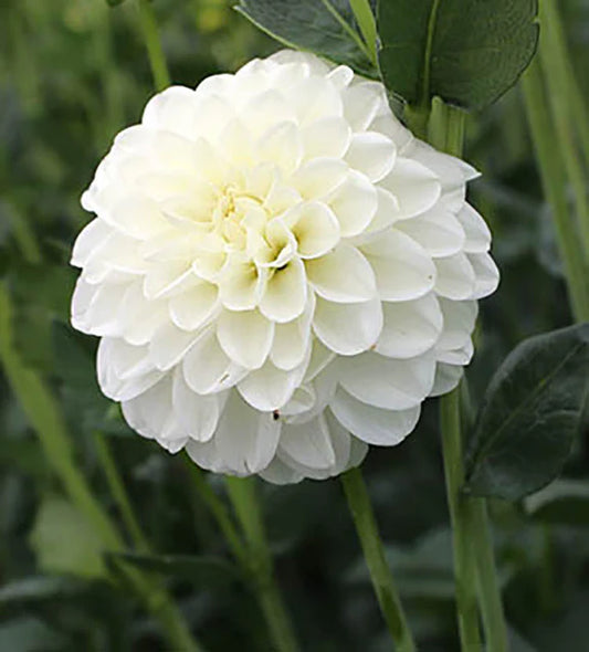 Dahlia Tubers | Petra's Wedding