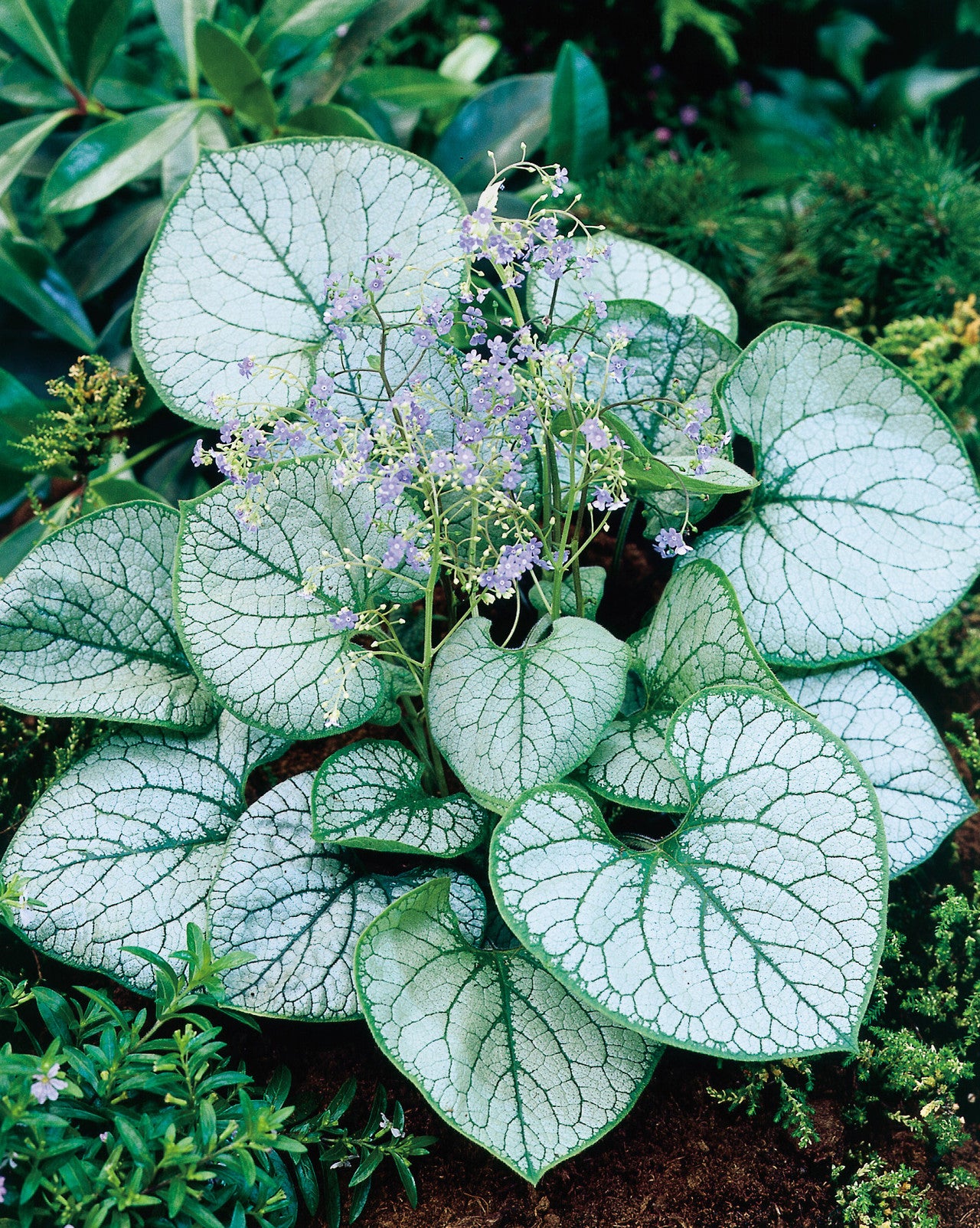Brunnera | Garden Seedling
