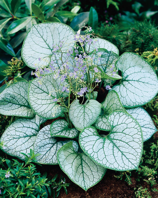 Brunnera | Garden Seedling