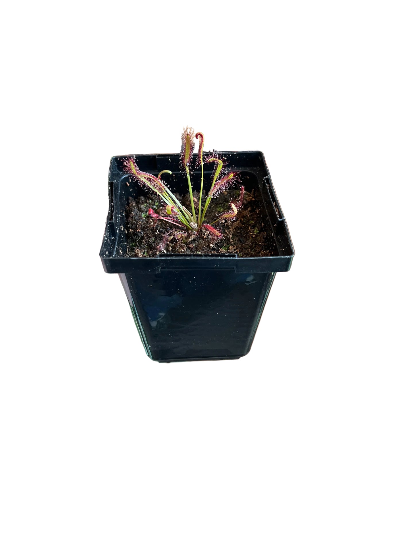 Drosera Capensis | Dark Maroon