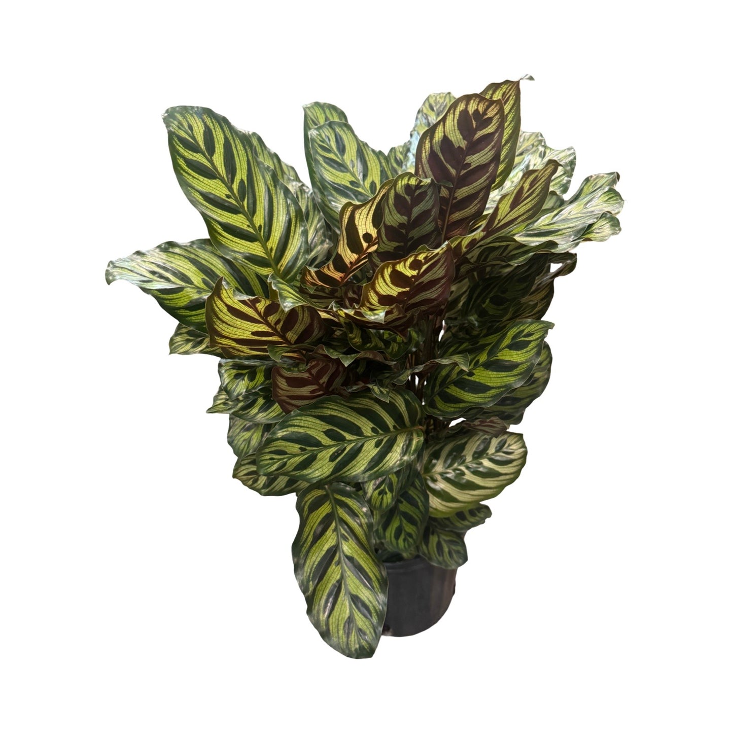 Calathea |  Makoyana