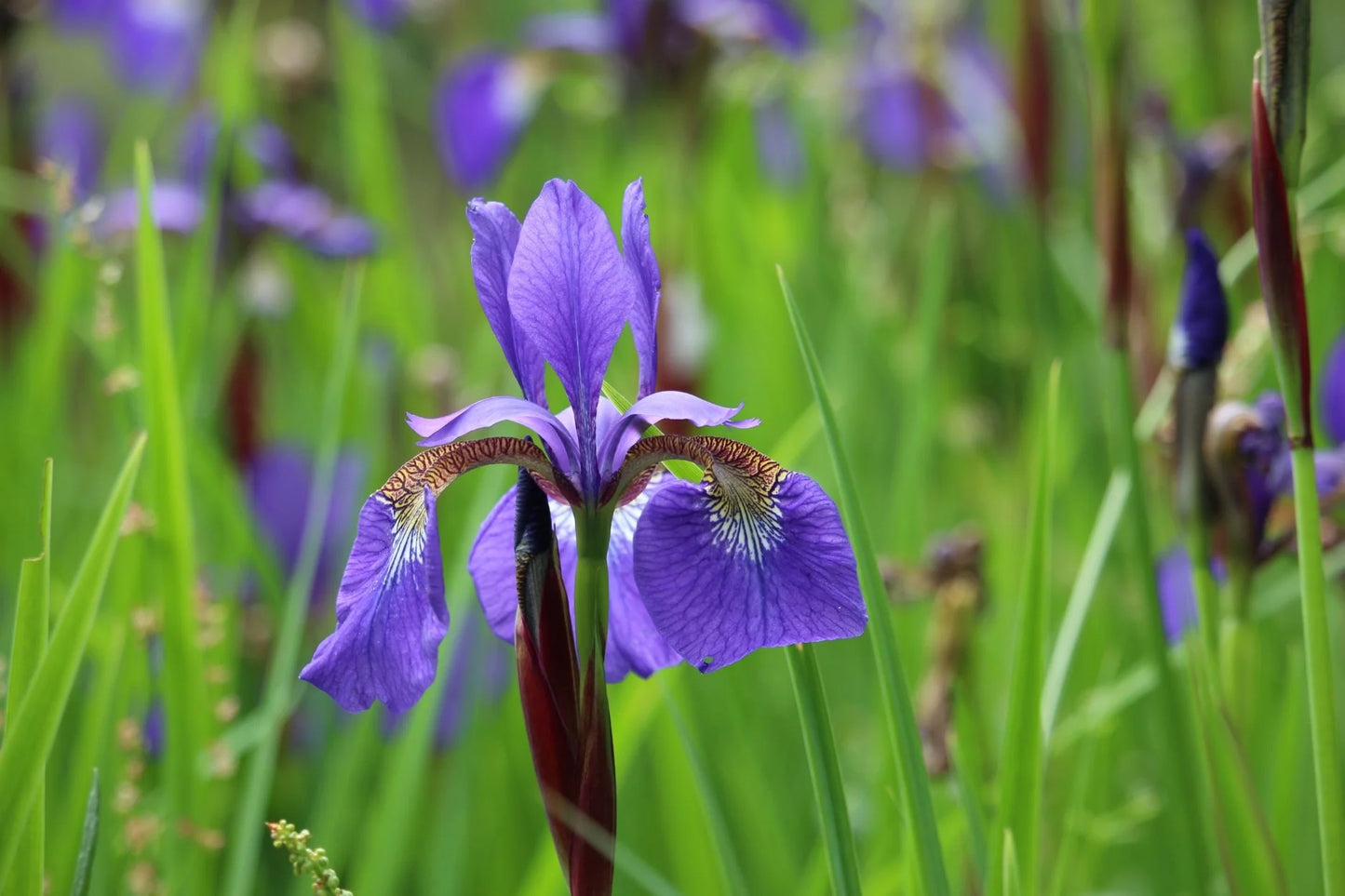 Iris | Garden Seedling