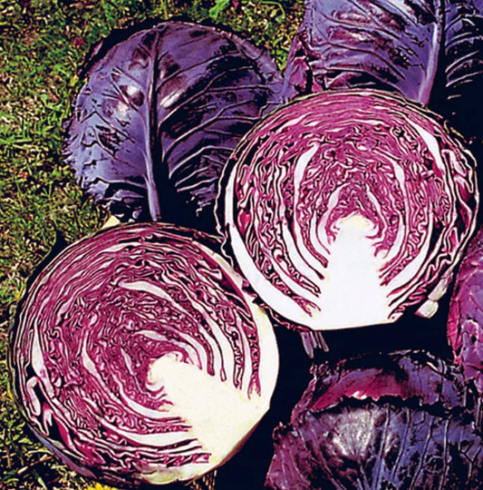 Seeds | Cabbage Ruby Perfection